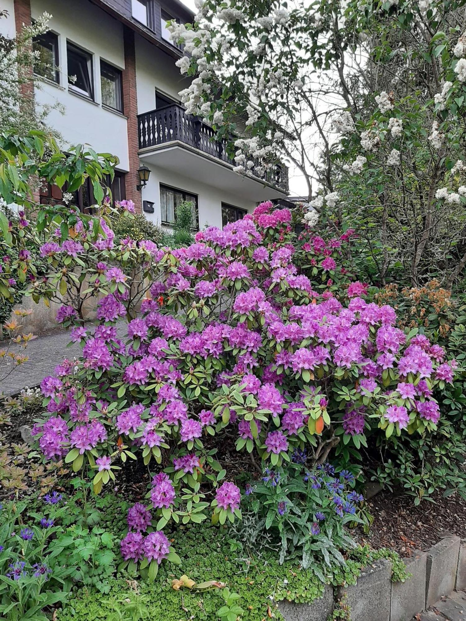 Ferienwohnung Bergblick Hallenberg Exteriér fotografie